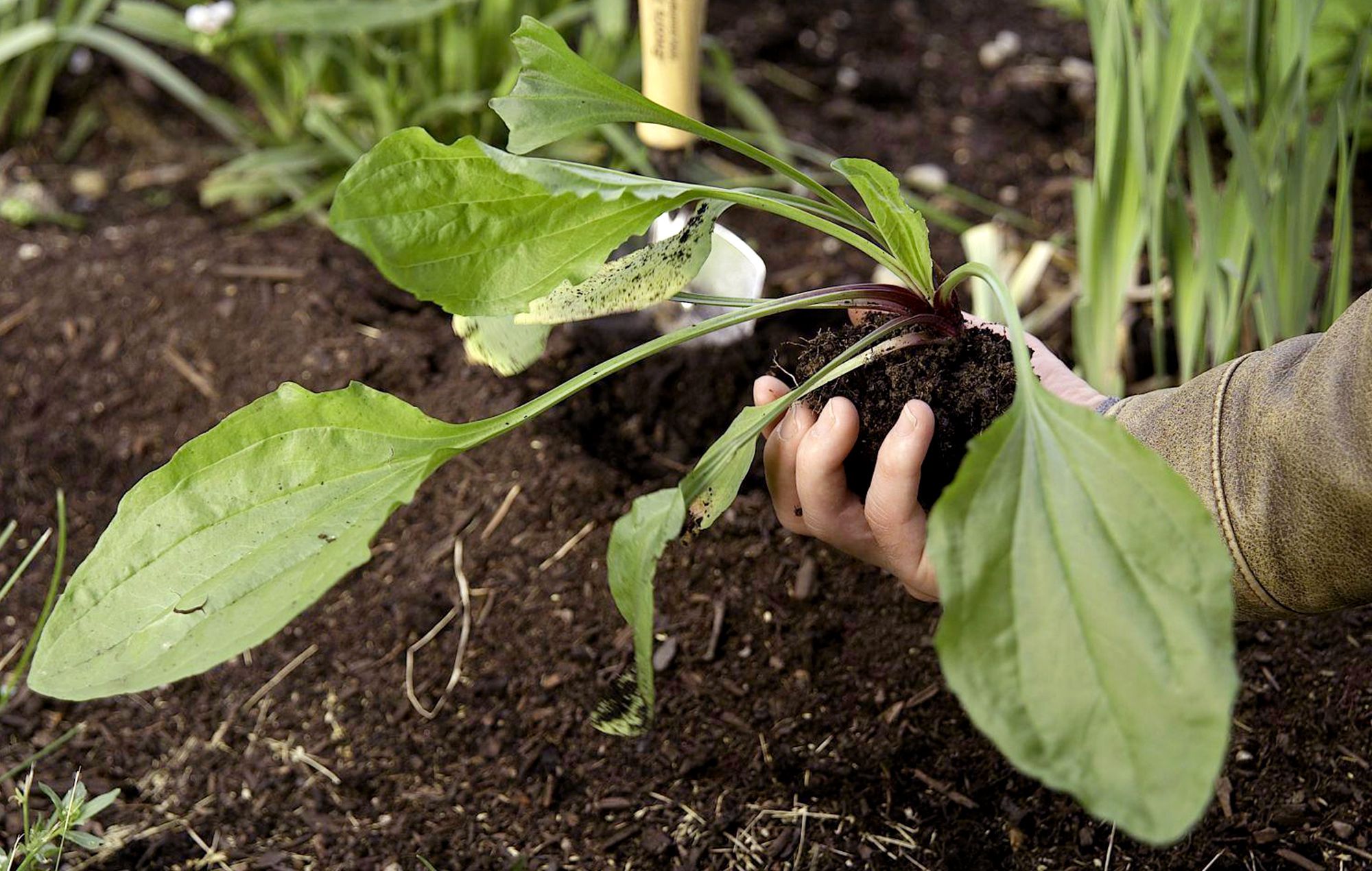 How Seasonal Weed Control Keeps Your Lawn Green All Year